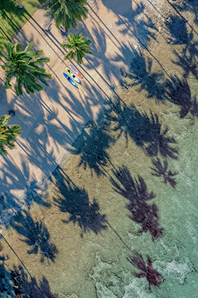 shadows of fiji palm trees